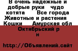 В очень надежные и добрые руки - чудо - котята!!! - Все города Животные и растения » Кошки   . Амурская обл.,Октябрьский р-н